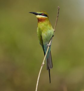 Blue-tailed bee-eater