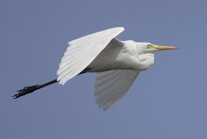 Intermediate egret