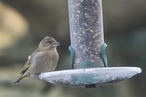 Greenfinch