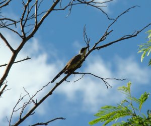 Dark-billed Cuckoo