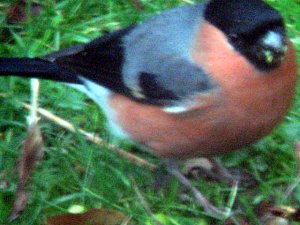 Male Bullfinch Edited