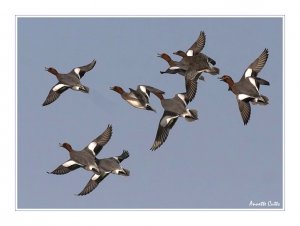 Winded wigeon