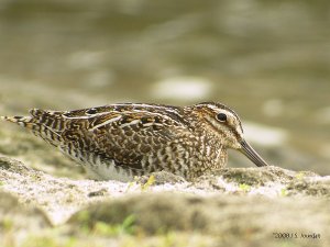 Wilson's Snipe