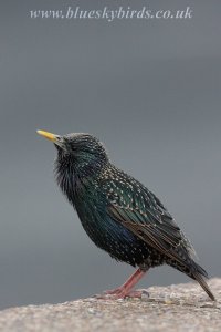 starling