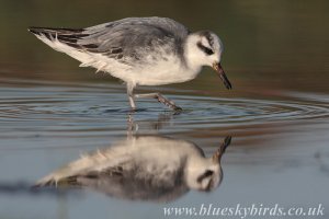 grey phal