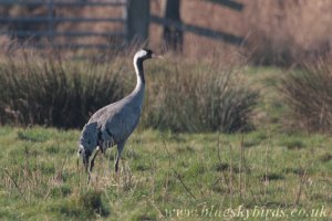 common (!) crane