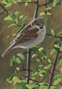 Male house sparrow painting