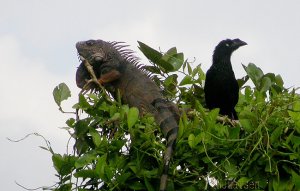 Greater Ani + Iguana