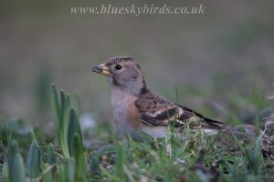 brambling