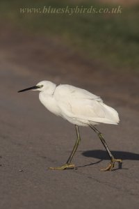why did the egret cross the road...?