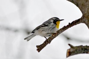 Yellow-throated Warbler (a NS rarity)