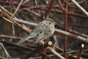 Clay-colored Sparrow (another NS rarity)