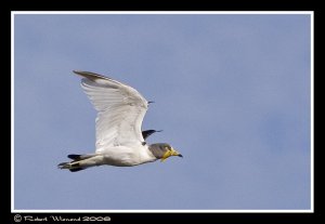 White-crowned Lapwing (underwing)
