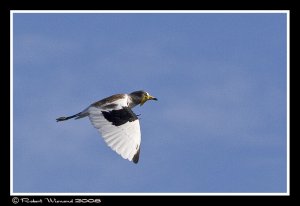 White-crowned Lapwing (upperwing)