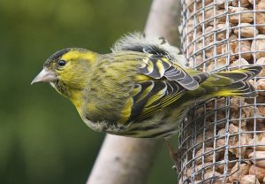 Siskin - Carduelis spinus