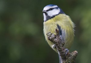 Blue Tit - Parus caeruleus