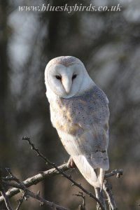 barn owl