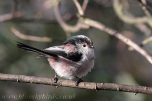 long-tailed tit