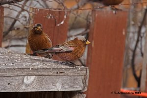 Gray-crowned Rosy-finch