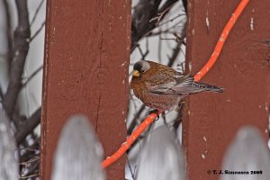 Gray-crowned Rosy-finch