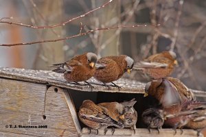 More Gray-crowned Rosy-finchs