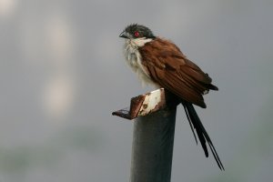 Senegal Coucal