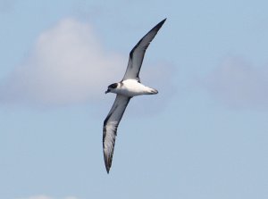 White-necked Petrel