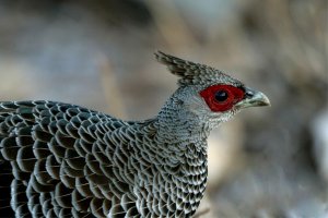 Kalij Pheasant (Female)