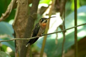 Band-tailed Barbthroat