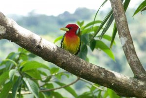 Red-headed Barbet