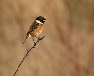 Stonechat