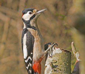 Great Spotted Woodpecker - Dendrocopos major