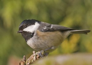 Coal Tit - Parus ater