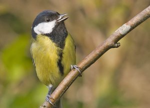 Great Tit - Parus major