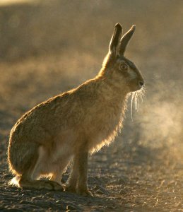 Frosty Morning for a Hare