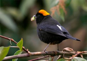 Gold-naped Finch