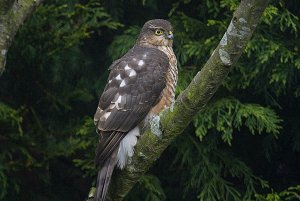 Sparrowhawk - Accipiter nisus