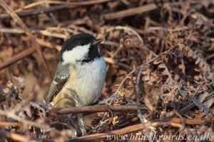 coal tit