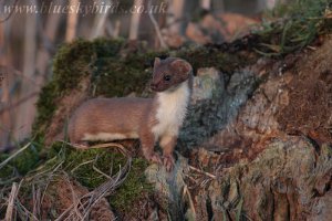 stoat