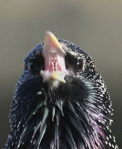 Singing Starling