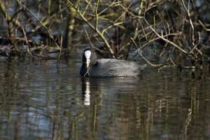 Coot reflected