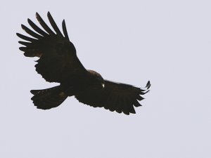 Black Eagle