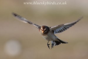 snow bunting in flight