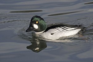 Goldeneye - Bucephala clangula