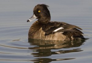 Tufted Duck - Aythya fuligula