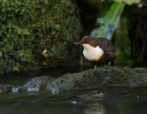 Dipper with caddis