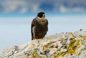 peragrine falcon