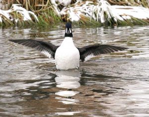 Barrow's Goldeneye