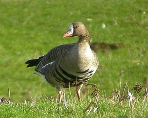 White-Fronted_Goose