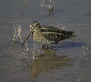 Common Snipe